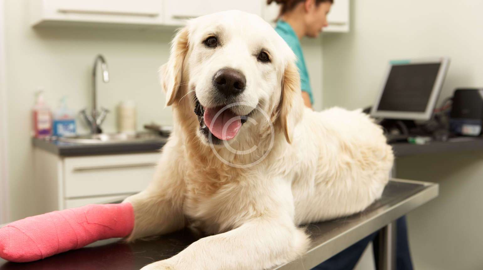 العيادة البيطرية