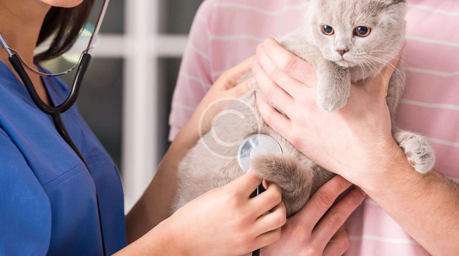 الرعاية بالحيوانات