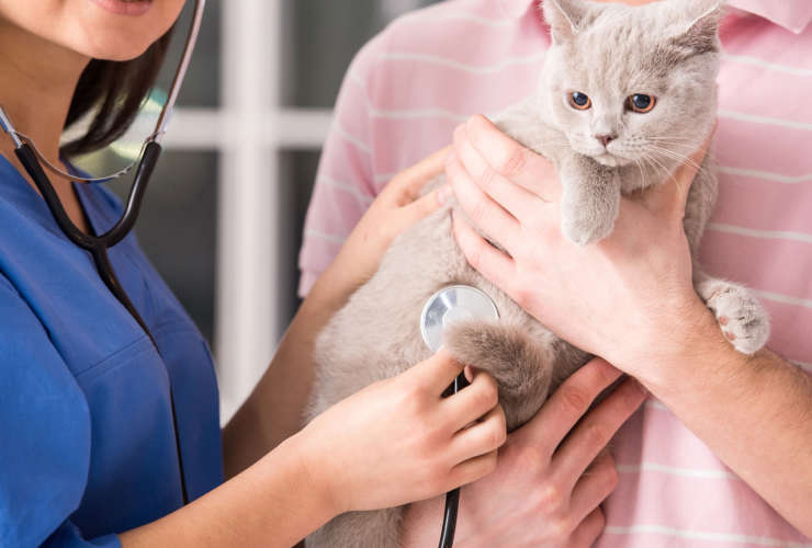 الرعاية بالحيوانات