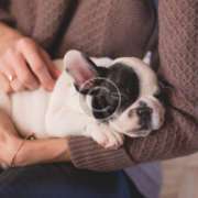 أمراض الكلاب المتعلقية بالجينات