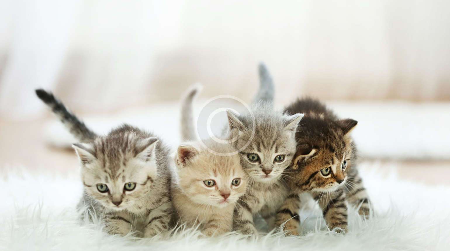 دراسة: القطط لا تضر بالصحة العقلية للأطفال