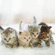 دراسة: القطط لا تضر بالصحة العقلية للأطفال