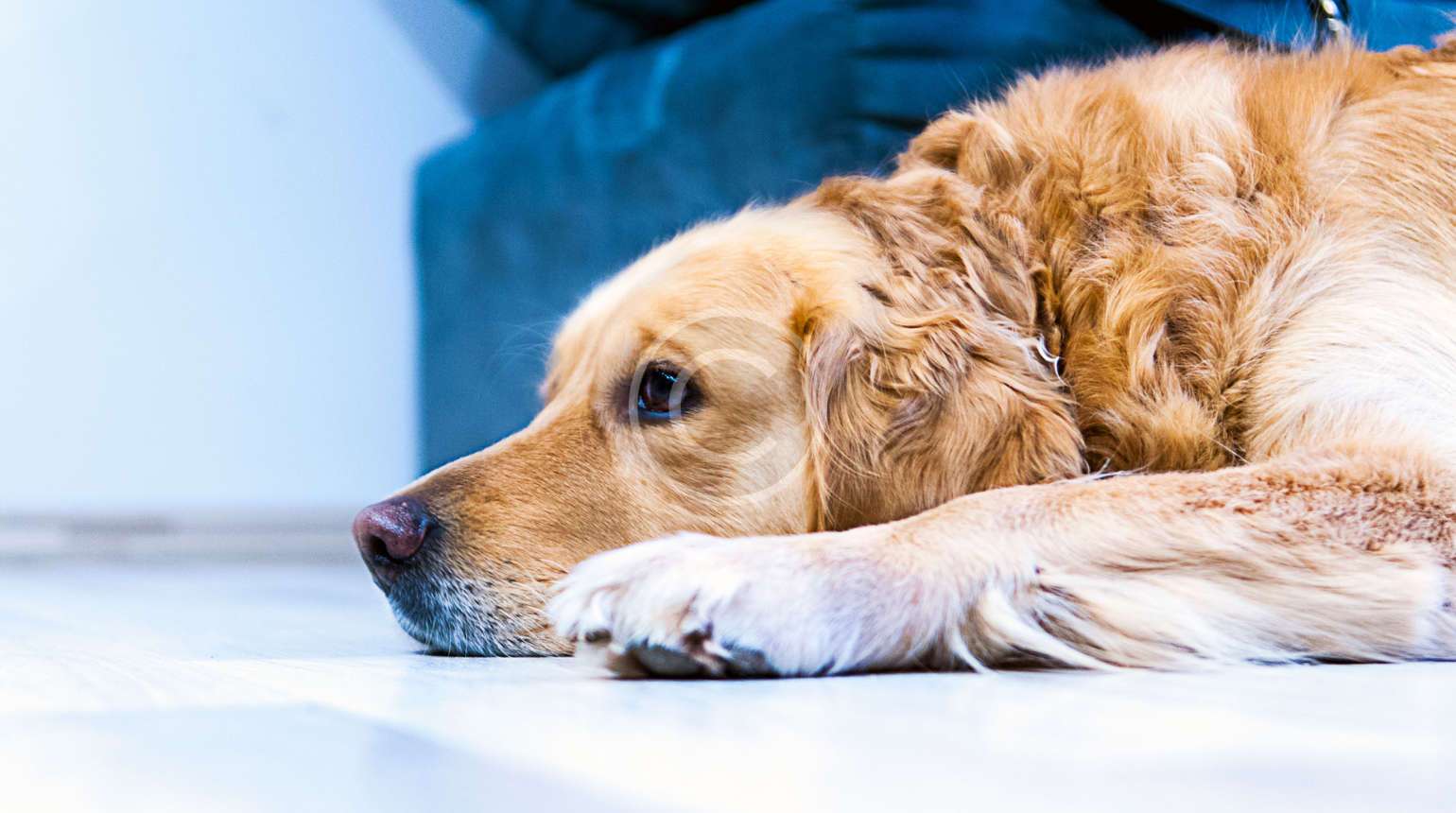 لماذا يحب أصحاب لابرادور الطعام كثيرًا؟