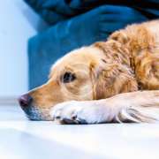 لماذا يحب أصحاب لابرادور الطعام كثيرًا؟